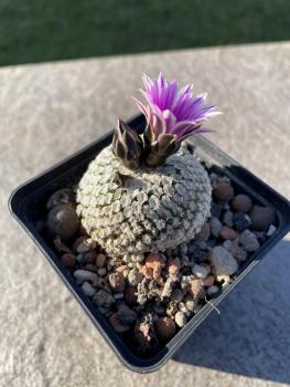 Turbinicarpus valdezianus